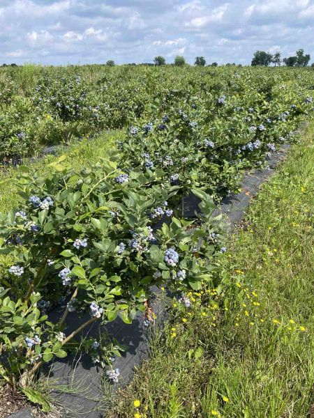 Фермерське господарство(лохина), 50га, Польща