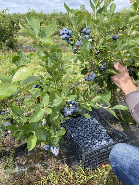 Фермерське господарство(лохина), 50га, Польща