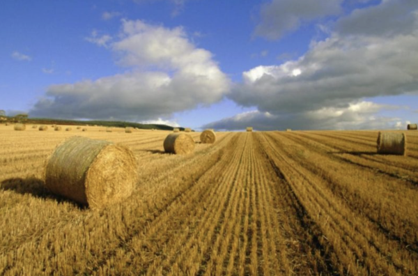 Агропідприємство, 1500Га,  Київська область