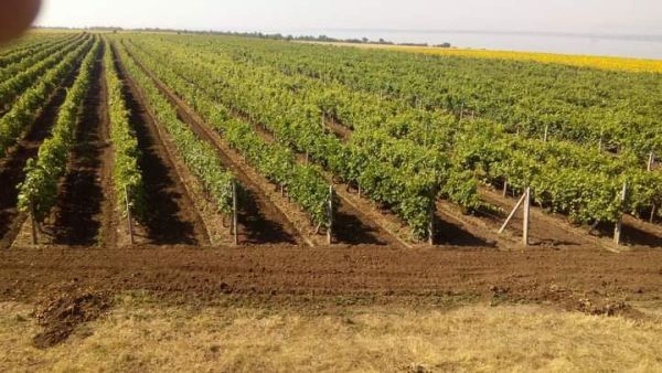 Фермерське господарство (виноград), 7,7Га, Одеська область