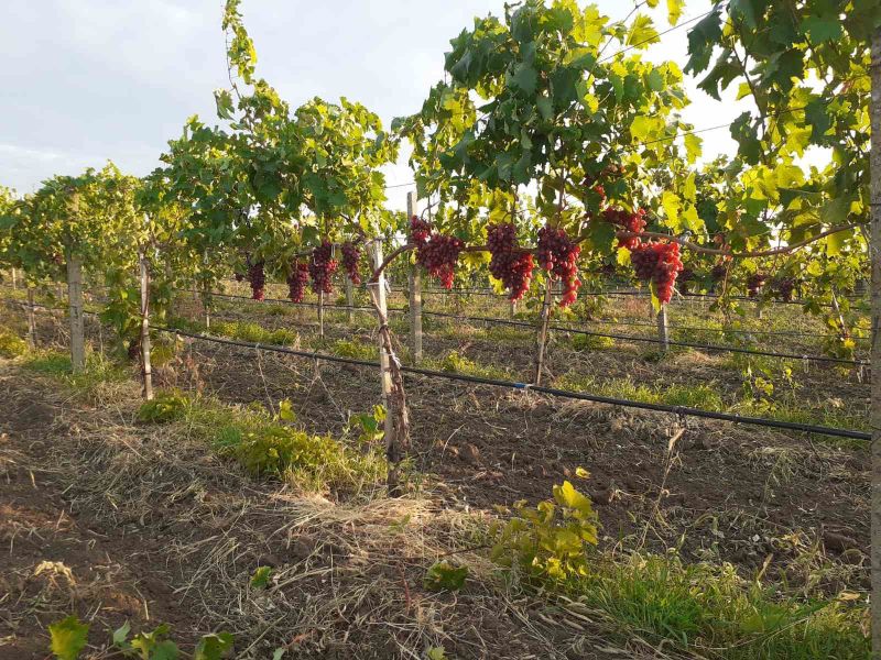 Фермерське господарство (виноград), 7,7Га, Одеська область