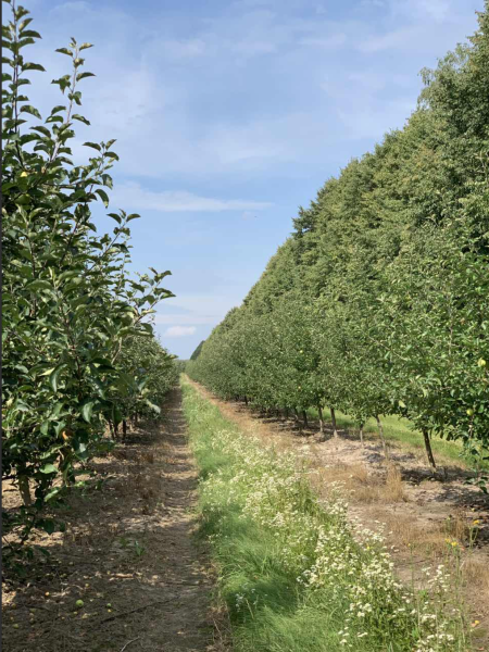 Садове господарство(яблуневе), 740Га, Вінницька область