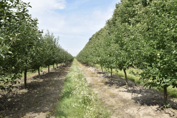 Садове господарство(яблуневе), 740Га, Вінницька область