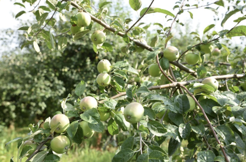 Садове господарство(яблуневе), 740Га, Вінницька область
