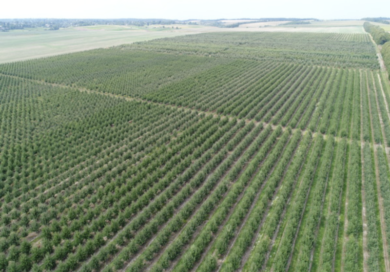 Садове господарство(яблуневе), 740Га, Вінницька область