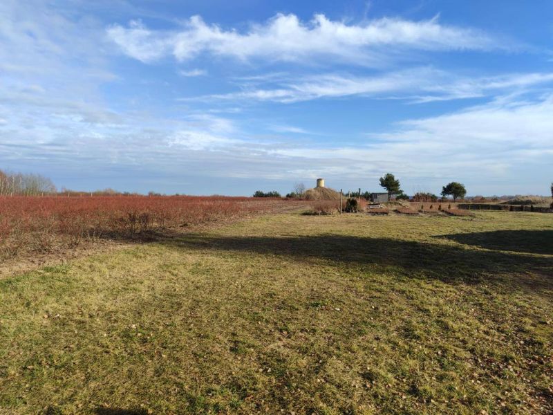 Плантація лохини, 14Га, Волинь