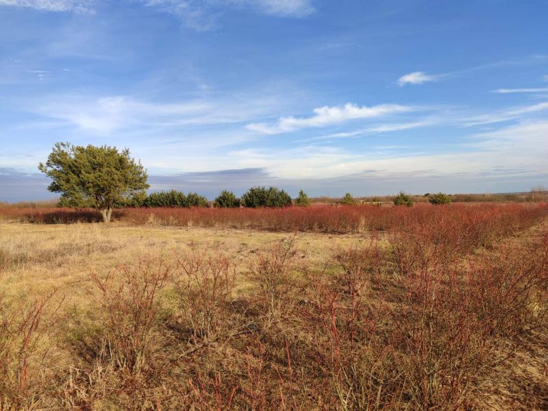 Плантація лохини, 14Га, Волинь