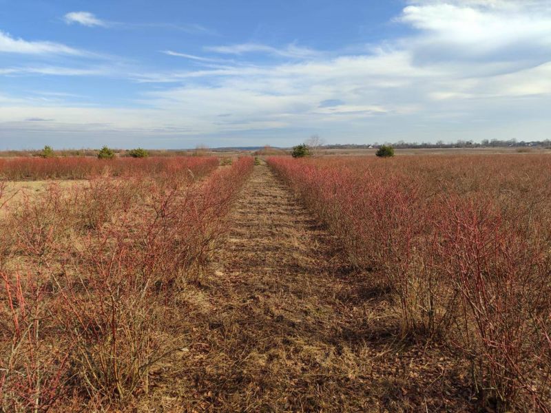 Плантація лохини, 14Га, Волинь
