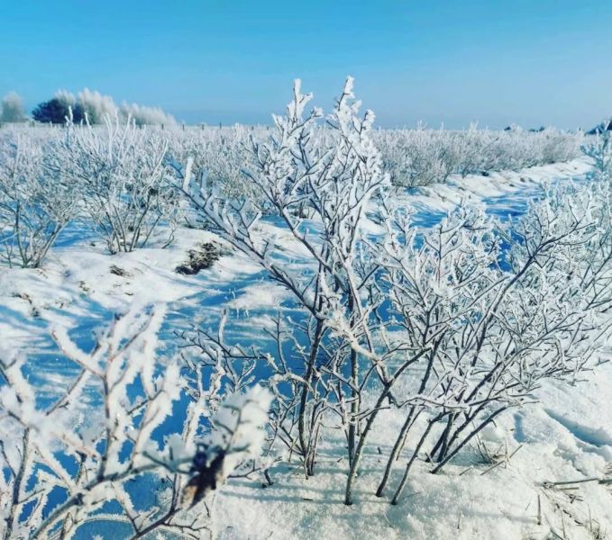 Плантація лохини, 14Га, Волинь