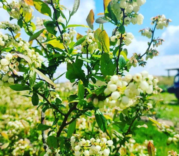 Плантація лохини, 14Га, Волинь