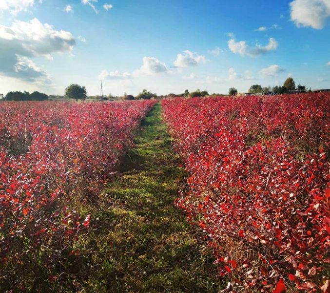 Плантація лохини, 14Га, Волинь